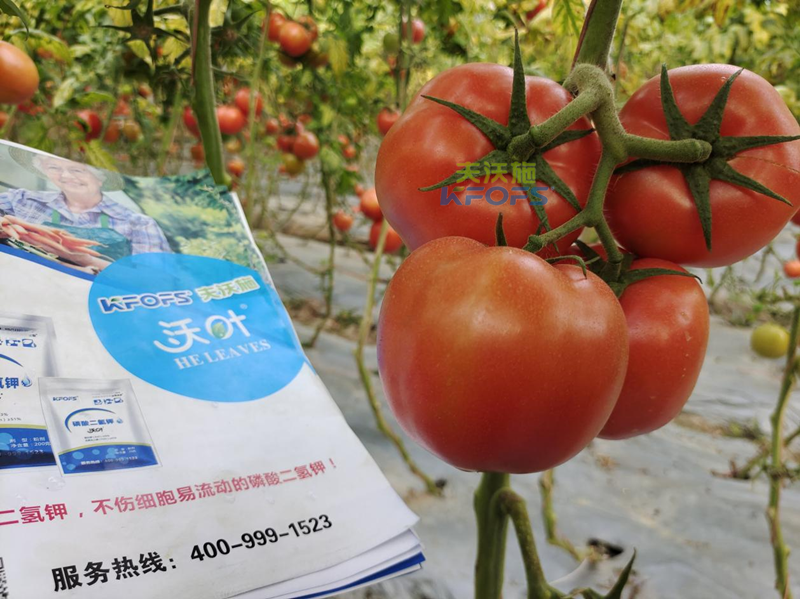叶面肥什么时候打效果好？附西红柿施肥方案！