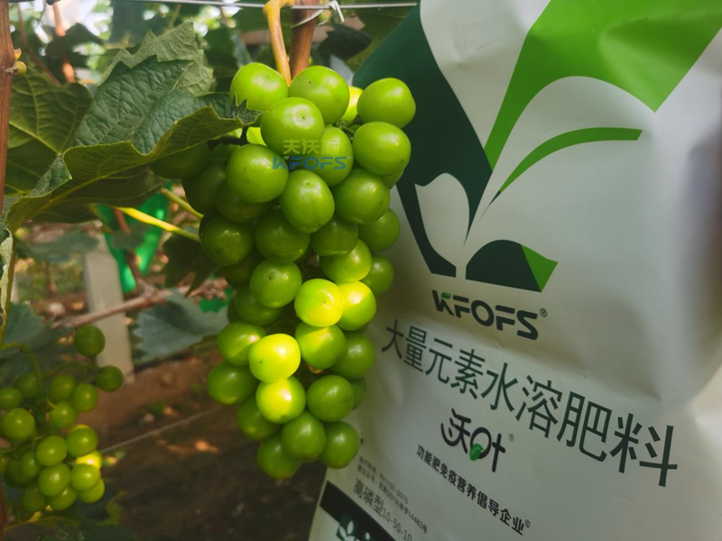 葡萄结果期用哪款水溶肥效果好？