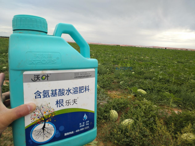 水溶肥用在西瓜上用效果为什么好？