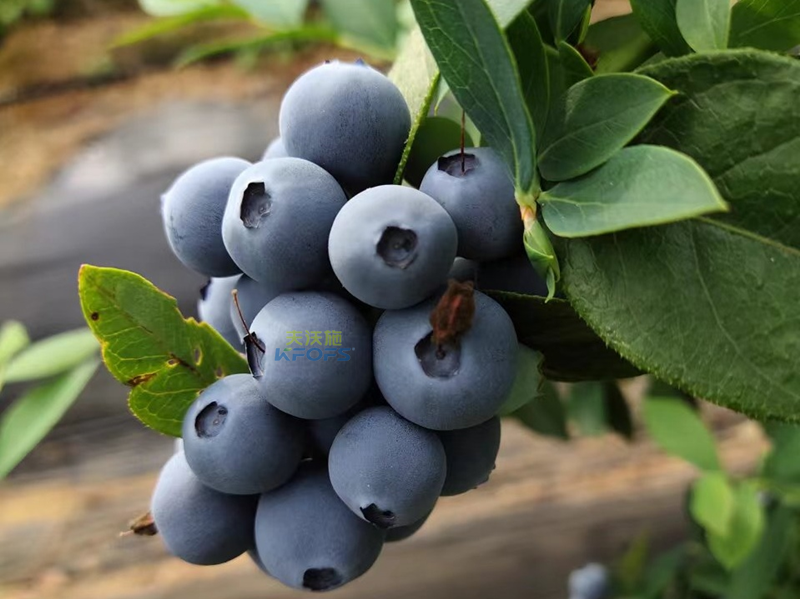 蓝莓用什么水溶肥长得好-采法特水溶肥1.png