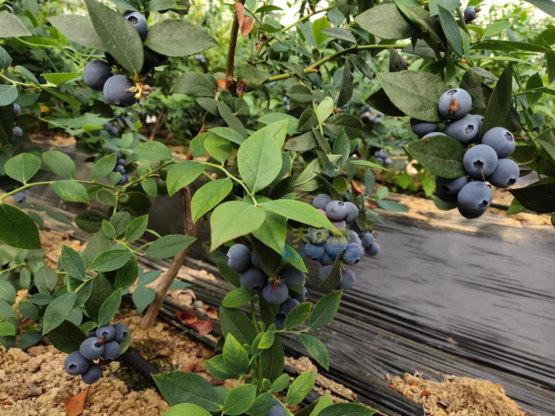 水溶肥-蓝莓用采法特水溶肥1_副本.png