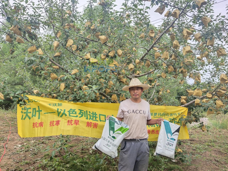 苹果用什么水溶肥好，冯大哥推荐沃叶