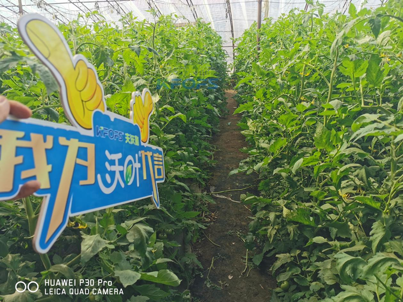 水溶肥哪家好？为何种植户选沃叶？