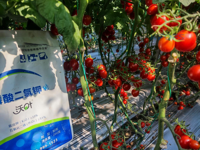 磷酸二氢钾-番茄用沃叶磷酸二氢钾效果1.png