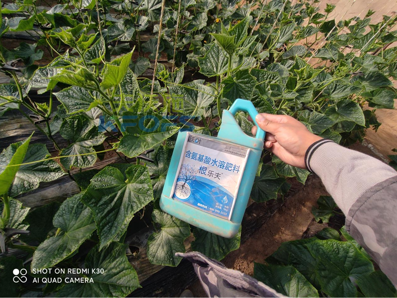 黄瓜追肥用什么水溶肥好-沃叶水溶肥.png