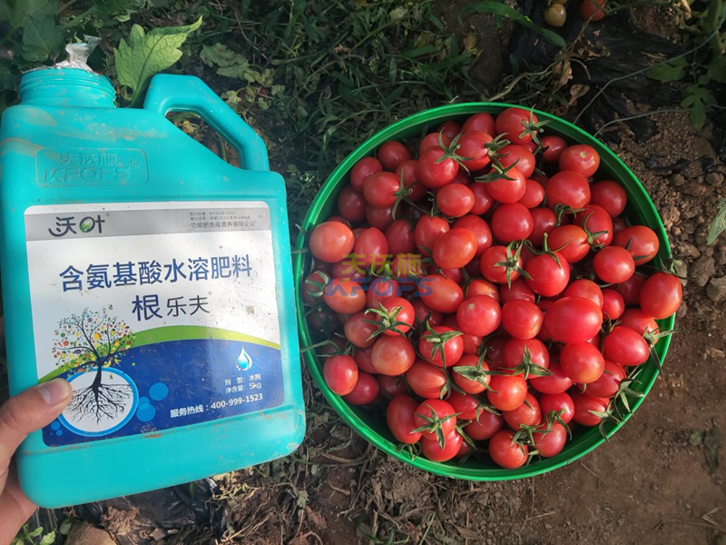 生根剂-小番茄用沃叶根乐夫生根剂1.png