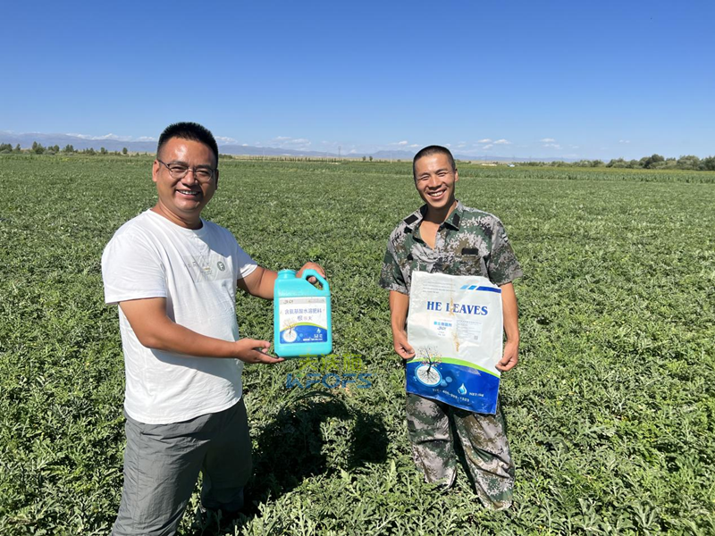 改良土壤最好的方法-沃叶微生物菌剂打瓜.png