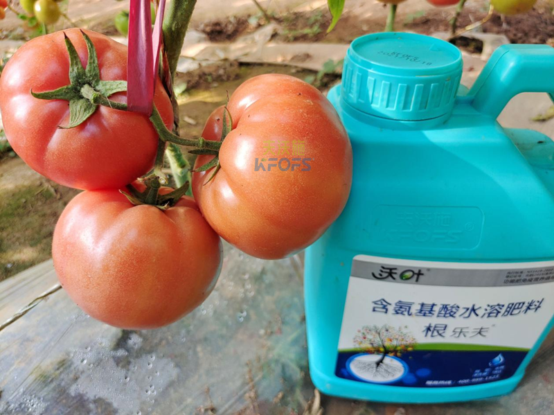 西红柿施肥-沃叶根乐夫生根剂.png