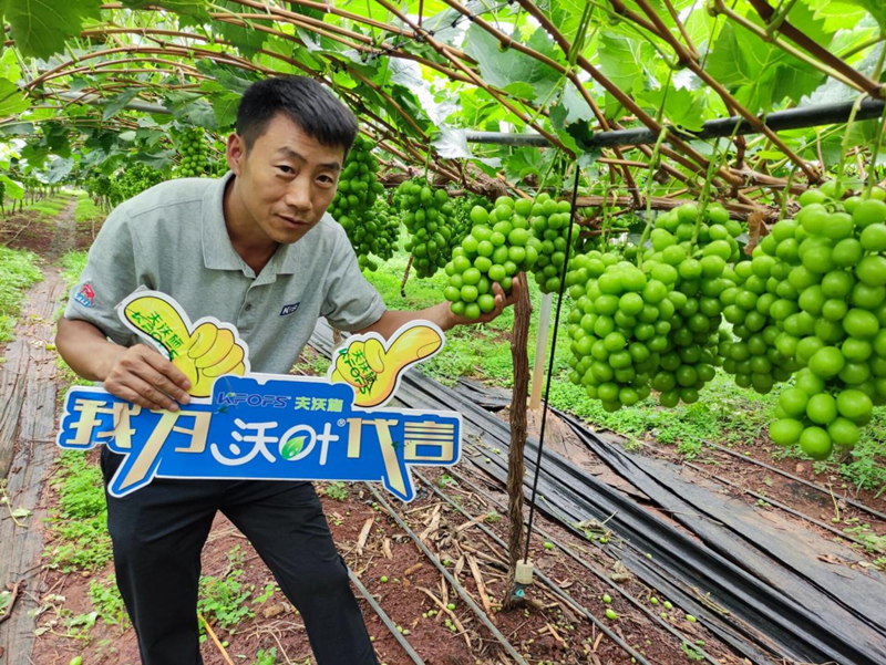新栽葡萄施肥技术，附种植条件