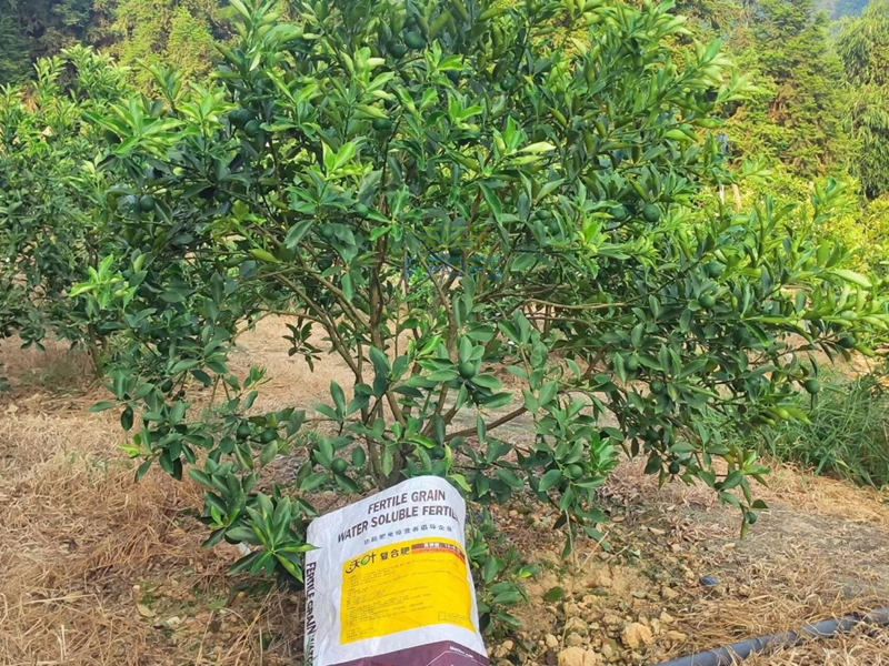 金桔树用什么肥料最佳-沃叶水溶肥1.png
