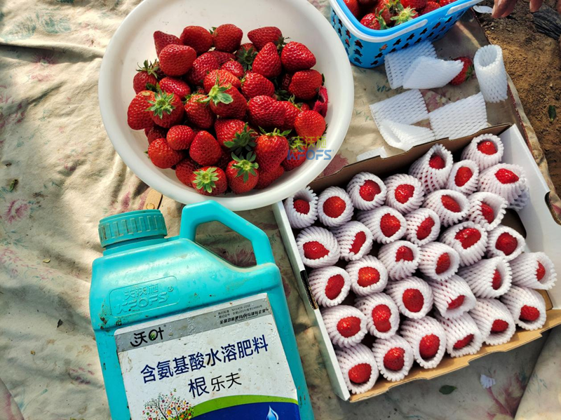 生根剂-草莓用沃叶根乐夫生根剂.png