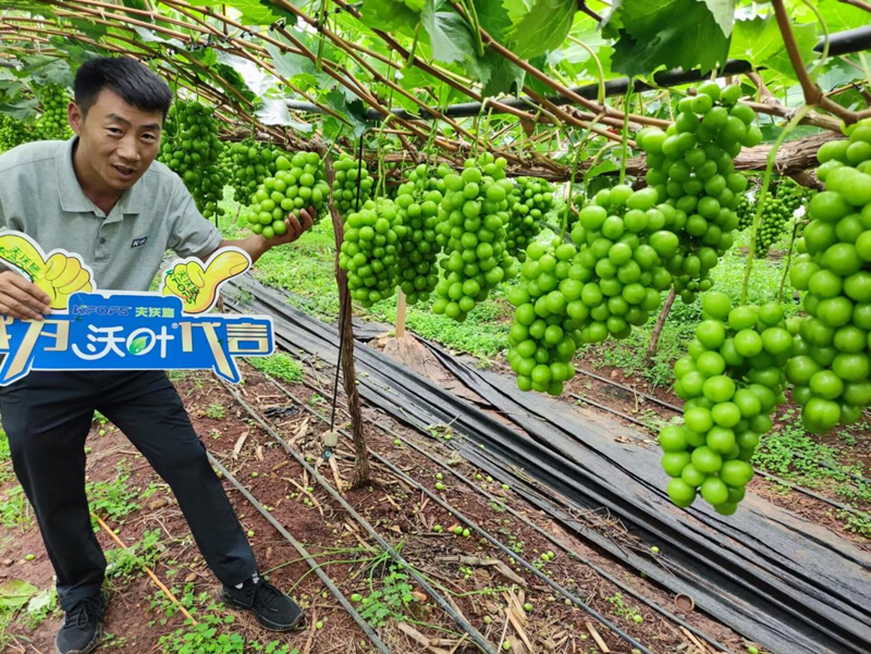 葡萄树施什么肥？