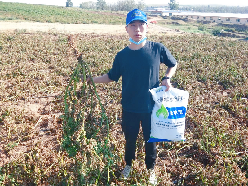 大量元素水溶肥用在土豆上效果怎么样？