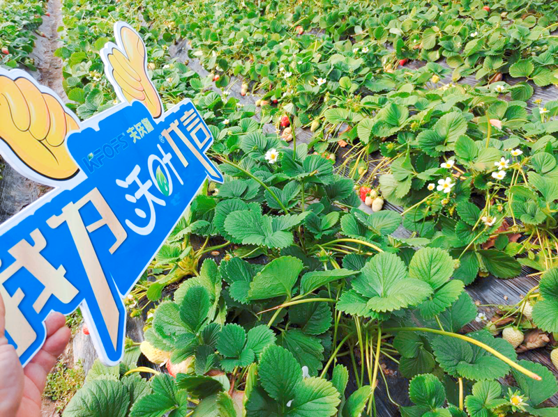 草莓施肥用什么肥料好-沃叶水溶肥系列1.png