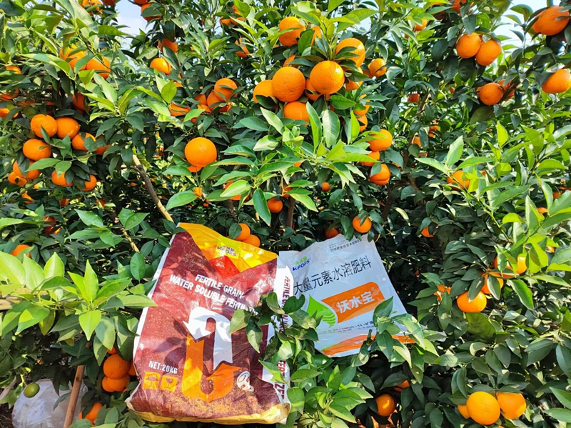 水溶肥-陈师的柑橘用沃水宝.png