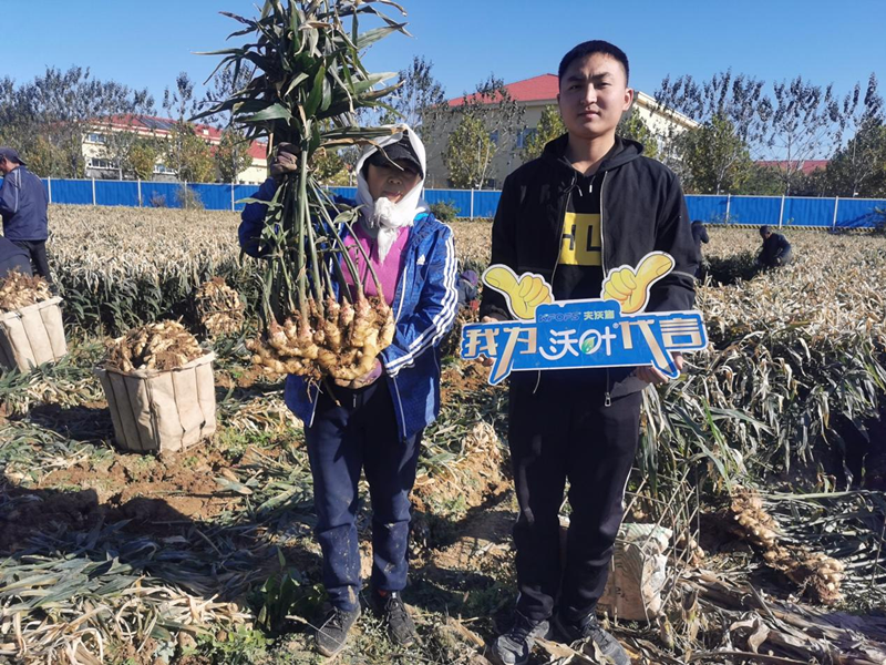 水溶肥为什么大姜一定要用?