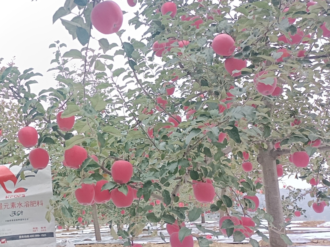 苹果树用什么肥料好-苹果用沃叶粉剂大量元素效果.png
