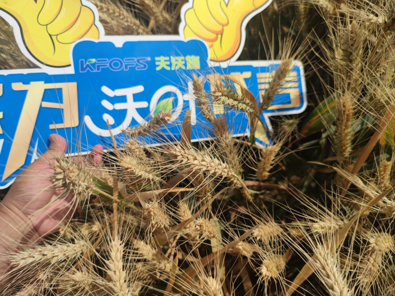 小麦施什么肥好-沃叶叶面肥1.png