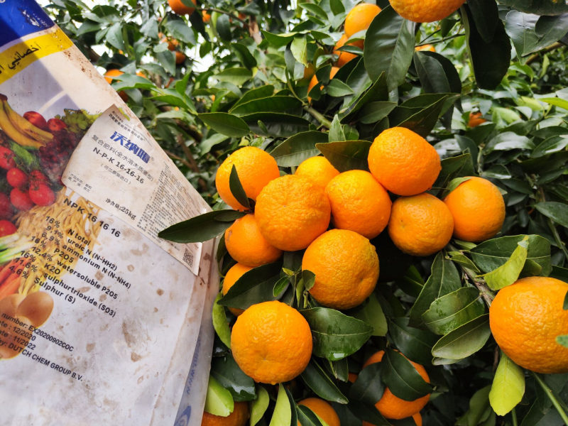 果树正确施肥方法与时间-柑橘沃纳姆效果.png