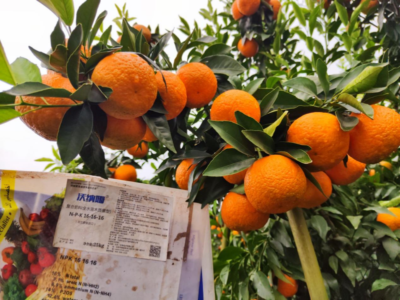果树正确施肥方法与时间-柑橘沃纳姆效果1.png