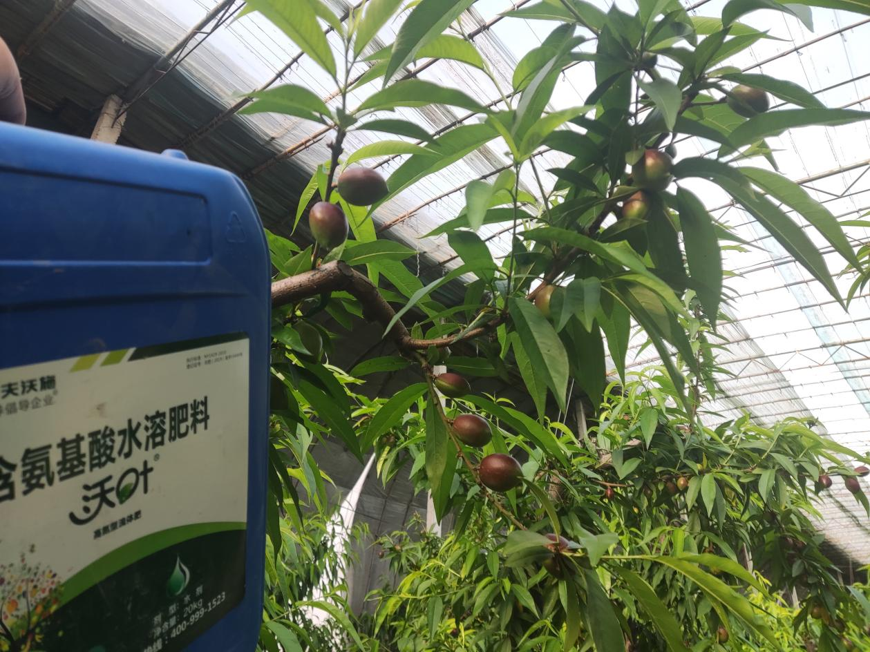 桃树施什么肥料-刘大哥桃树用沃叶水溶肥效果1.png