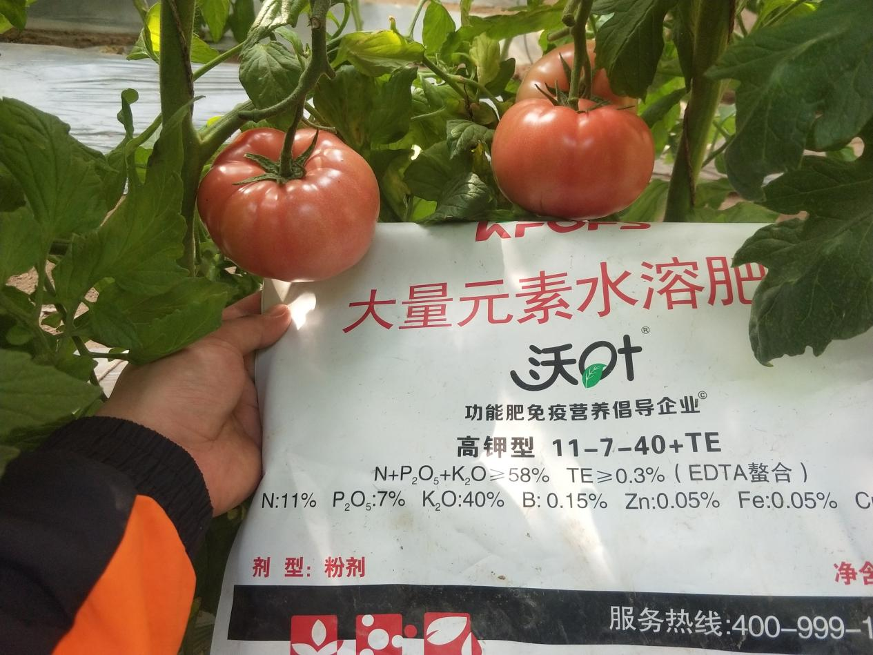 西红柿用什么肥料比较好？