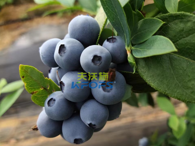 生根剂—蓝莓用夫沃施功能肥效果.png