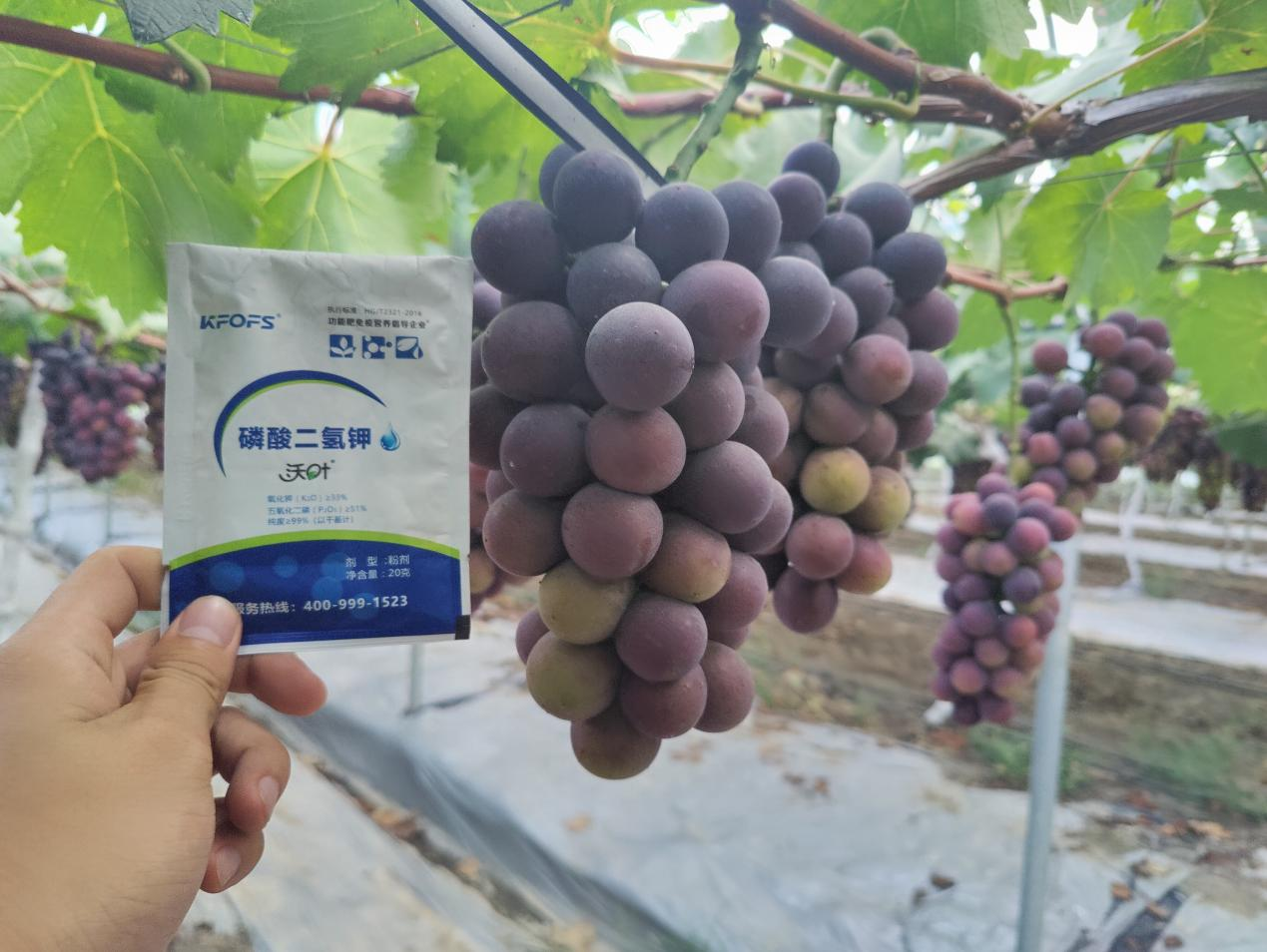 磷酸二氢钾不能错过的3个时期