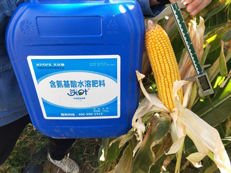 玉米施肥用什么肥料好-玉米用沃叶无突尖.jpg