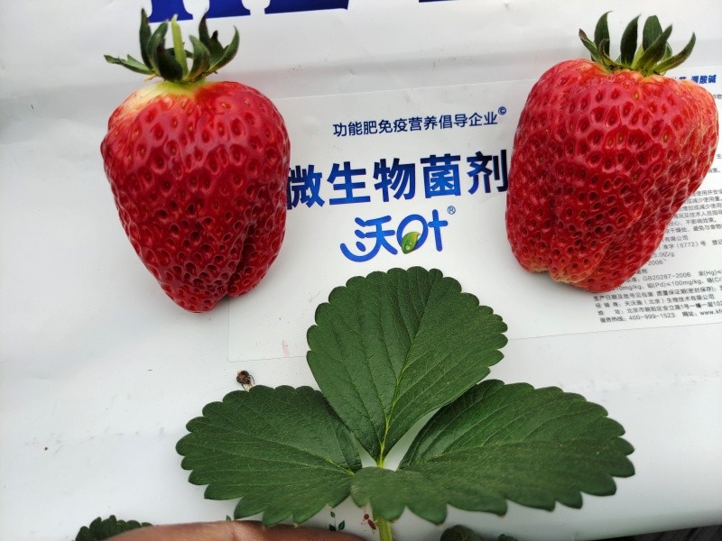 微生物菌剂-草莓用沃叶微生物菌剂效果.jpg