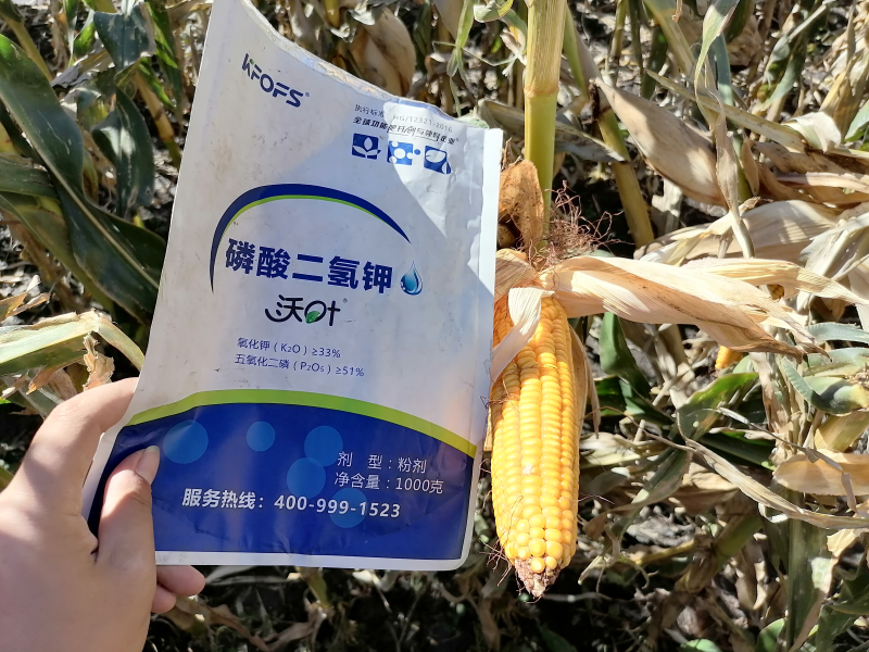 磷酸二氢钾在玉米上效果怎么样？