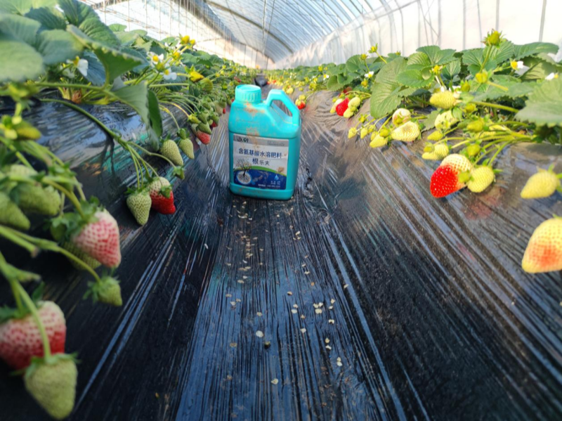草莓施肥时间和方法-沃叶草莓1.png