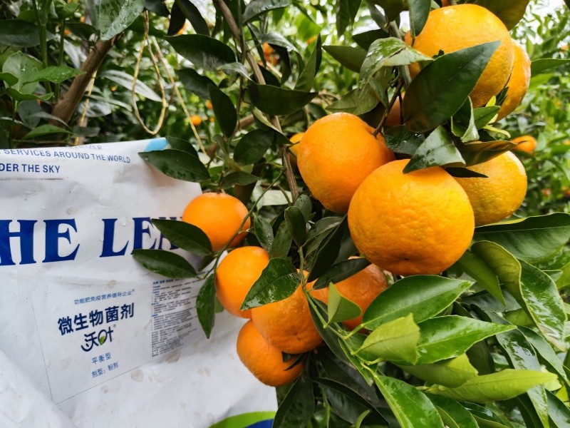 柑橘施肥-柑橘用沃叶微生物菌剂果实颜色好.jpg
