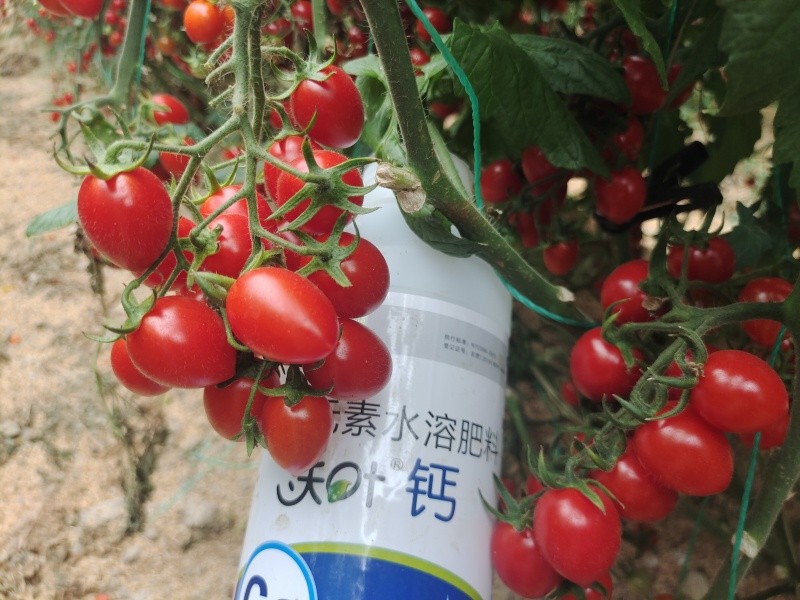 番茄种植如何避免畸形果,夫沃施有妙招