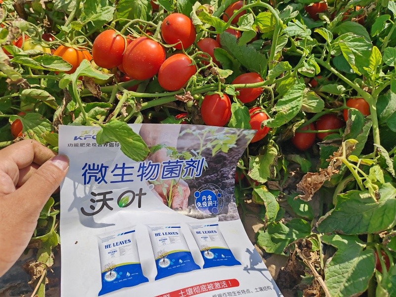 番茄种植-番茄用沃叶微生物菌剂效果.jpg