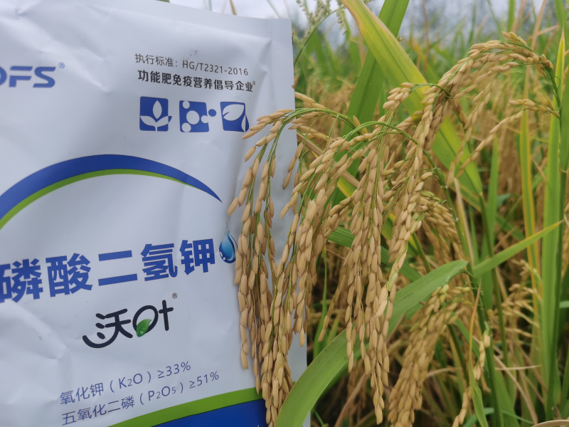 水稻施肥时间与施肥技术-水稻效果1.png