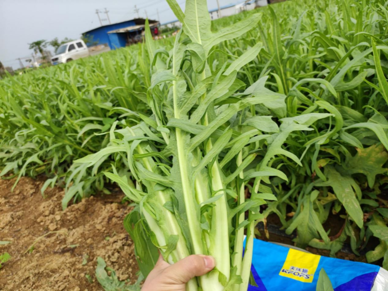 水溶肥全程管理叶菜品质好、产量高