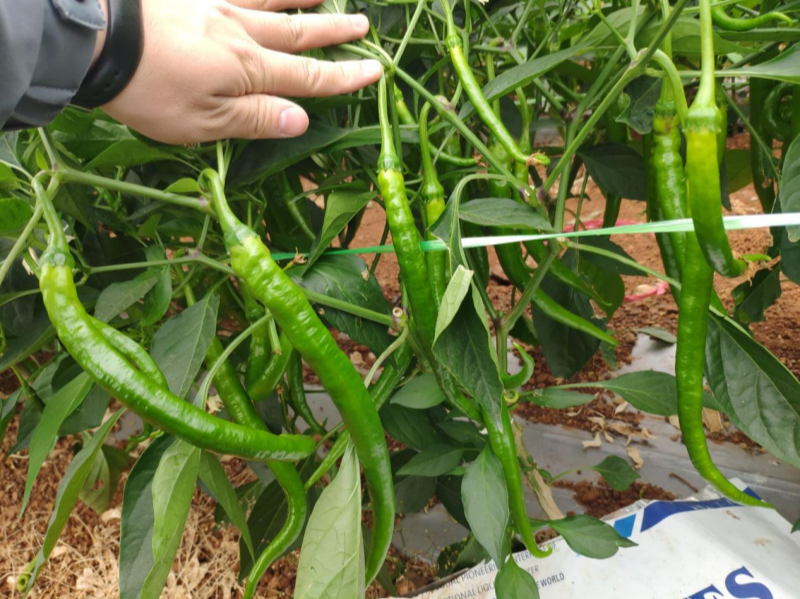 辣椒用什么肥料能高产？