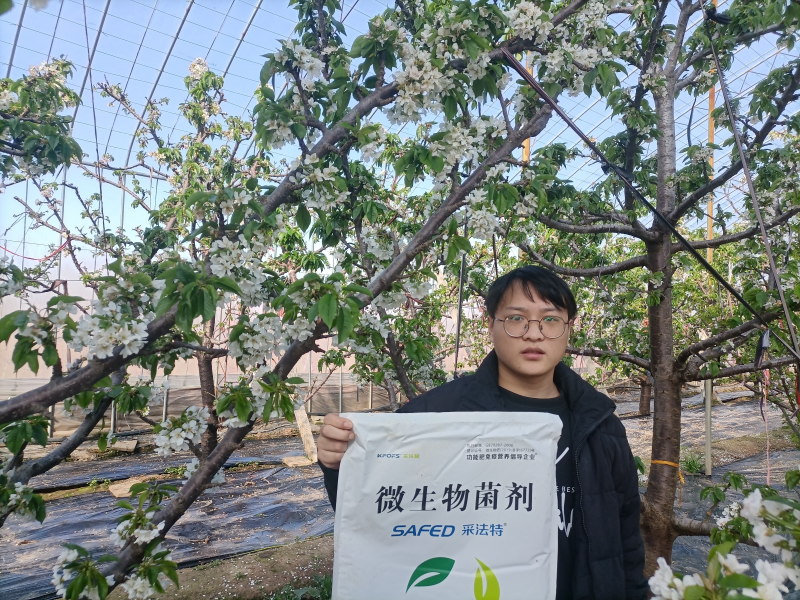 大樱桃春季施肥方法