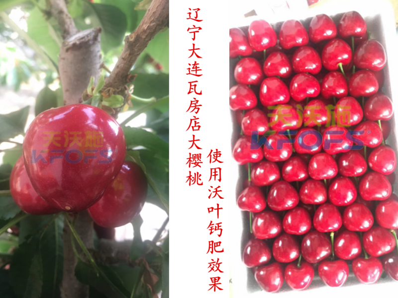 樱桃全年施肥一览表-辽宁樱桃.png