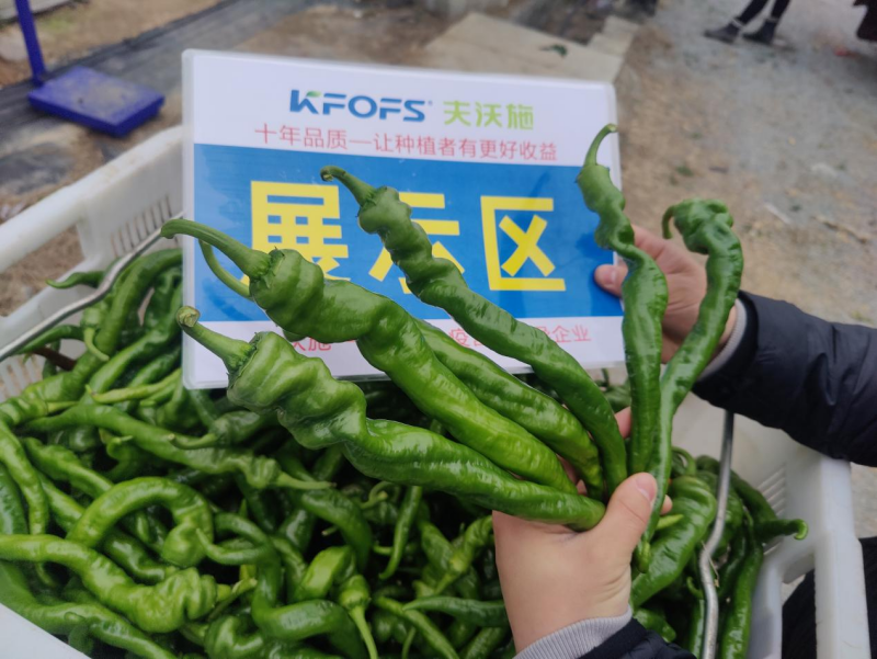 辣椒用什么肥料-沃叶螺丝椒.png