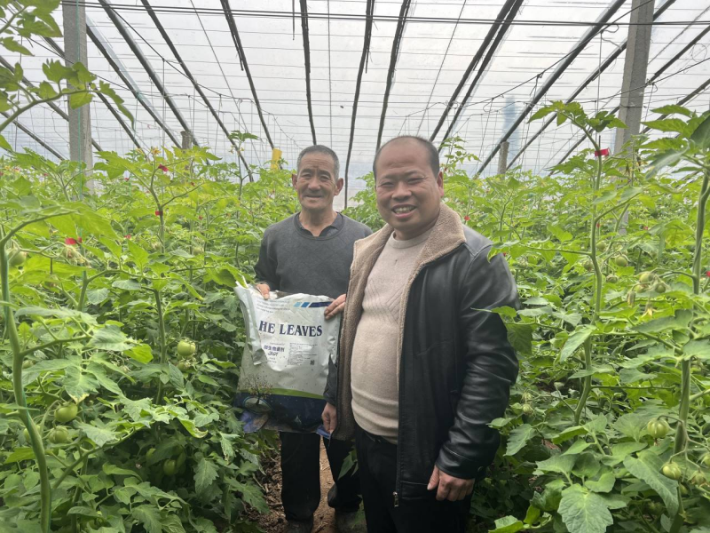 西红柿怎么施肥-沃叶用户见证.png