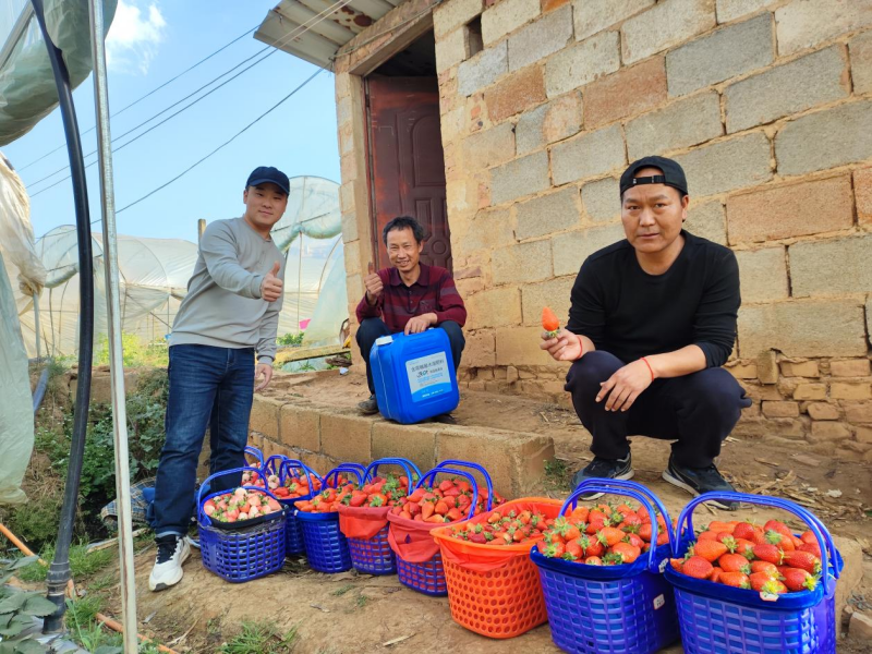 草莓怎么种植方法
