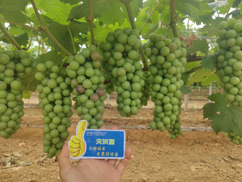 葡萄膨大期施肥诀窍