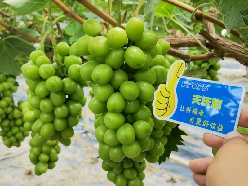 葡萄膨大期施肥诀窍-夫沃施功能水溶肥1.png