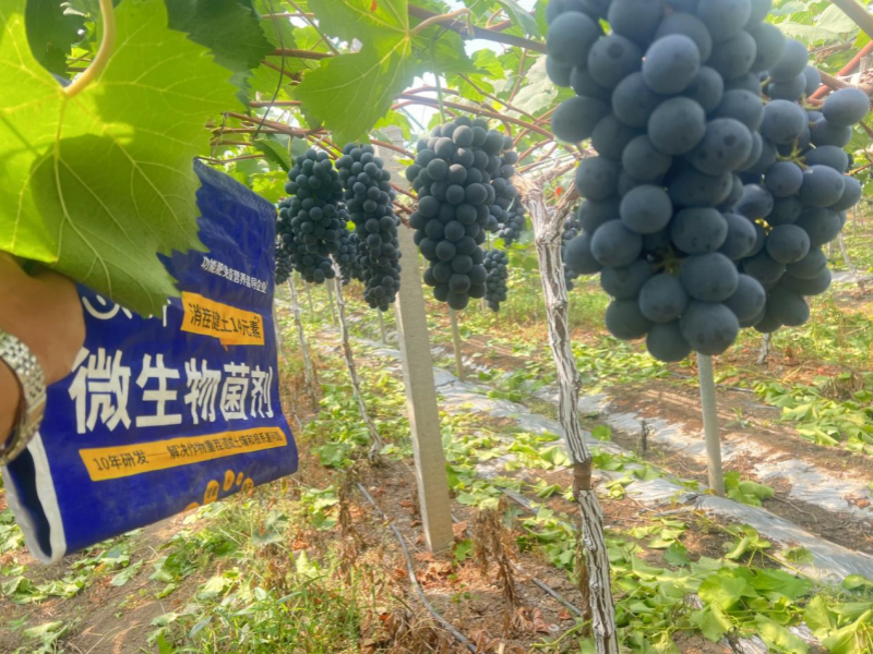 微生物菌剂：如何调理盐碱地，保住苗