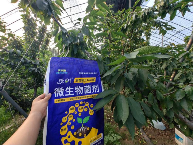 樱桃树施肥用什么肥料？