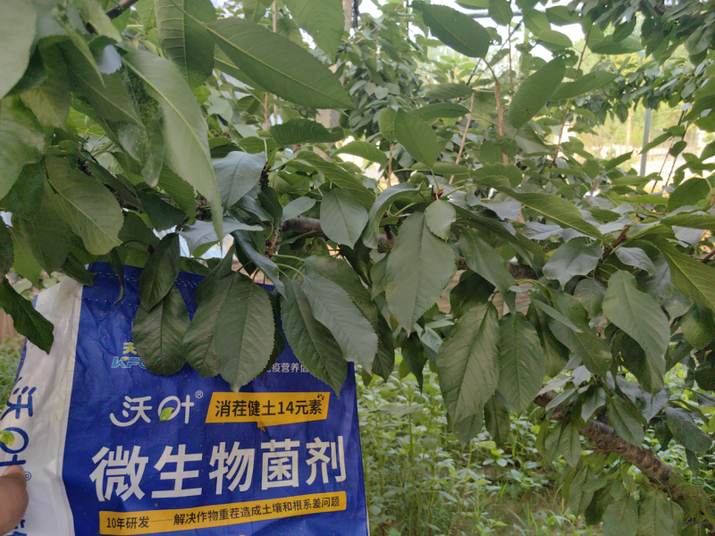 樱桃树施肥用什么肥料—樱桃用沃叶消茬健土14元素效果.png