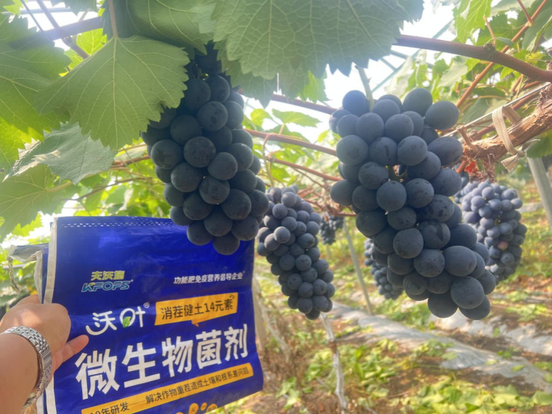 葡萄树施什么肥—葡萄用沃叶消茬健土14元素效果.png