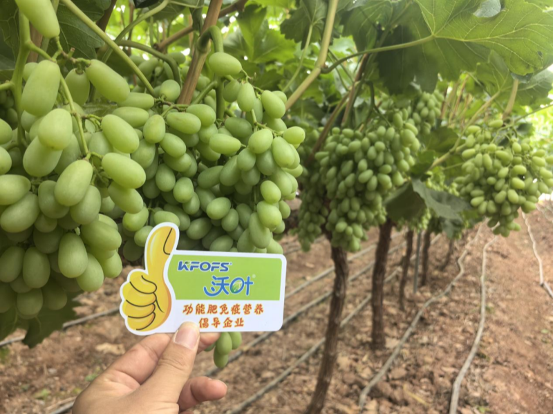 葡萄树施什么肥？